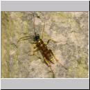 Banchus sp - Schlupfwespe 04e 12mm OS-Wallenhorst-Lehmkuhle.jpg